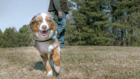 service dogs