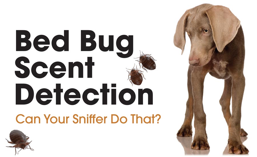 can dogs smell dead bed bugs