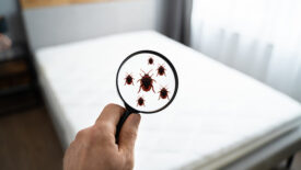 bed bug remediation