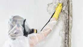 mold remediation