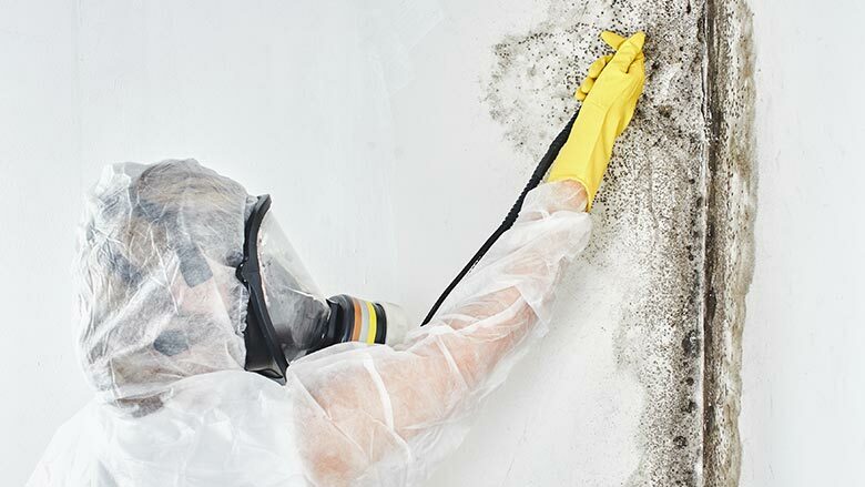 mold remediation