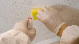 mold removal