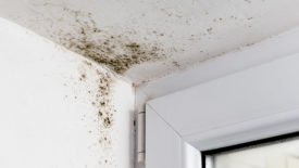 mold on a ceiling