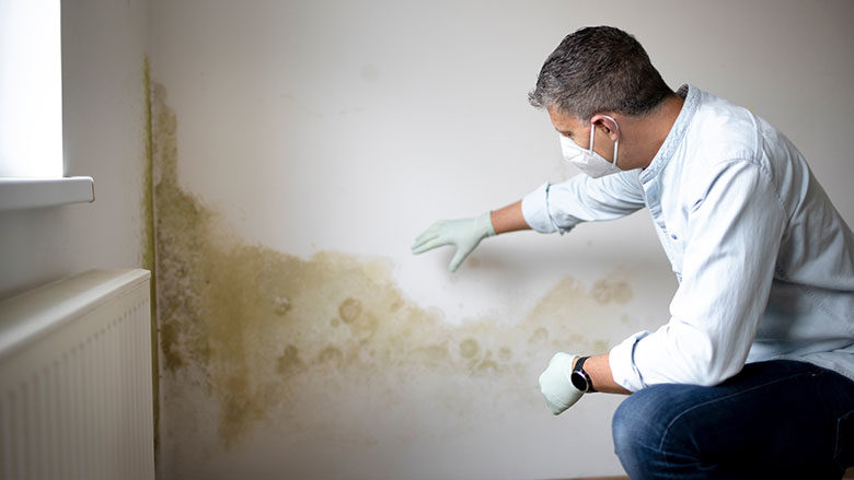 mold inspection